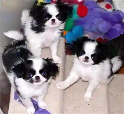 Bad photo example - messy background